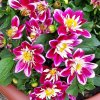 dahlia dahlietta becky dahlietta series syn dahlia dahlietta surprise becky