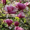 pol pl Magnolia Soulangea Lennei P9 182337 1