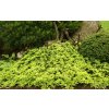 vyrp12 339Juniperus horizontalis Golden Carpet 6
