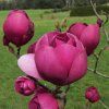 Magnólia Black Tulip