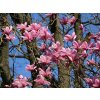 grossblumige magnolie galaxy m009622 w 1