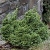 nana gracilis cyprustek cr 750x750