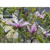 Rózsaszín fehér sárga virágú Magnolia Liliomfa Betty cserje fa csemete ára www.koronakert.hu 600x429