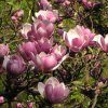 magnolia satisfaction