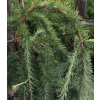 larix kaempferi stiff weeper 1