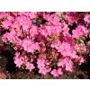 japanische azalee kirstin m004124 w 1