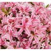 azalea japonica pink spider evergreen azalea 967