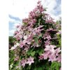 Clematis Hagley Hybrid 2