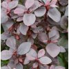 beberitze summer chocolate 25 30cm berberis thunbergii