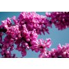 tree of judea 724395 1920
