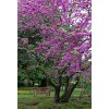 cercis siliquastrum bodnant