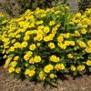 mariachi sombrero sneezeweed perennial nature hills nursery 1 container 8702099 grande