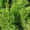 9218 1450 vyr 891Thuja occidentalis Smaragd Tuja zapadna