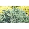 vyrp12 920Juniperus conferta Schlager 03