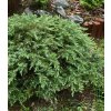 Juniperus conferta Schlager 1