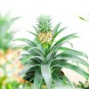Egzotyczny Ananas Mi Amigo w doniczce