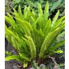 asplenium scolopendrium 1