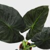 alocasia regal shield 2