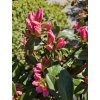Azalka 'Wintergreen'