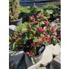 Azalka 'Wintergreen'