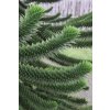 Monkey Puzzle Tree 4