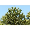 Araucaria araucana monkey puzzle tree monkey tail tree chilenische Araukarie 03 (1)