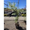 Exochorda Niagara