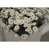 0321525 50 p argyranthemum frutescens day zee white 12 cm.6899c069da029
