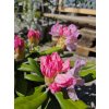 Rododendrón Koichiro Wada Decora