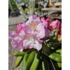 Rododendrón Koichiro Wada Decora