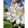 Rododendrón Cunningham's Snow White