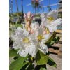 Rododendrón Cunningham's Snow White