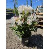 Rododendrón Cunningham's White