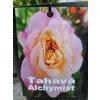 Ruža ťahavá Alchymist 3l
