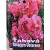 Ruža ťahavá Rosarium Uetersen 3l