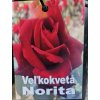 Ruža veľkokvetá Norita