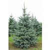 Smrek pichlavy KAIBAB pichlavy krasny IDEALNY NA VIANOCNY STROMCEK picea