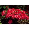 Azalea Excelsior