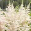 Milk Honey Astilbe with White Blooms 94139