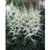 astilbe simplicifolia darwins snow sprite