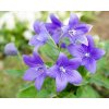 Platycodon grandiflorum Blue (4)