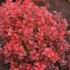 berberis thunbergov atropurpurea 01