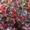 berberis thunbergov atropurpurea 03