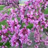 Cercis canadensis Rising Sun
