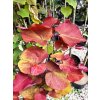cercis canadensis forest flame 2 min