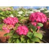 hydrangea macrophylla amour tojours (2)