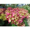 hydrangea macrophylla amour tojours