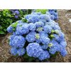 hydrangea macrophylla bodensee 4
