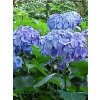 hortensia bodensee 745