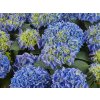 Hortensja Saxon Candy Heart Blue